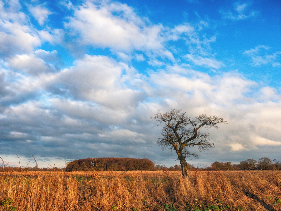 Geelbroek 13-12-18 (1)