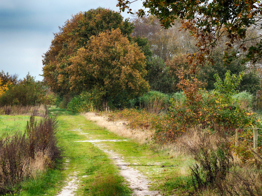 Geelbroek DA 02-11-21 (1)